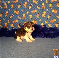 miniature schnauzer puppy posted by Rhonda Wallace